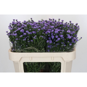 Aster Baby Blue