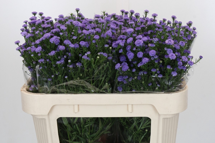 Aster Baby Blue