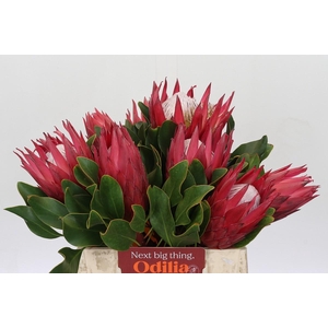 Protea Cynaroides Madiba
