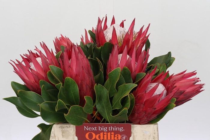 <h4>Protea Cynaroides Madiba</h4>
