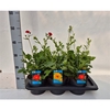 Geum mix