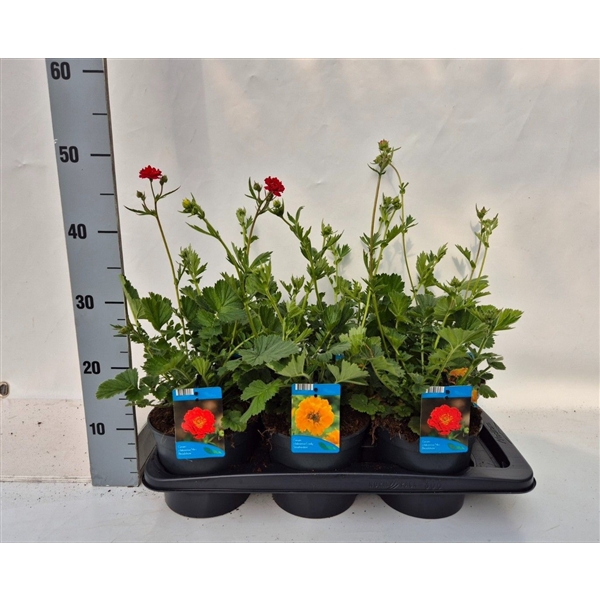 <h4>Geum mix</h4>