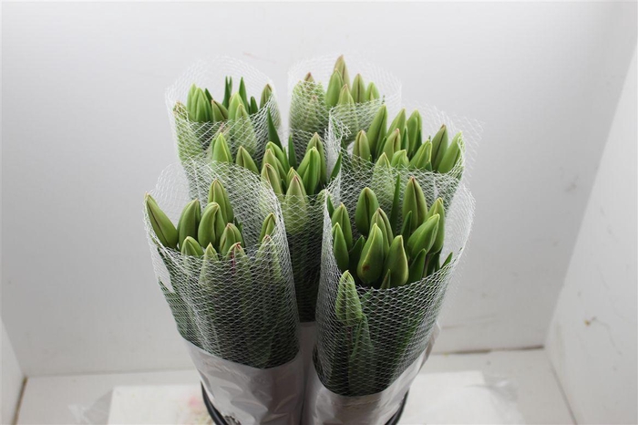 <h4>Tu Fr En Romaine</h4>