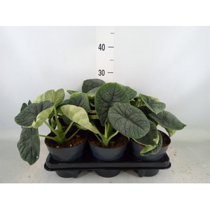 Alocasia melo