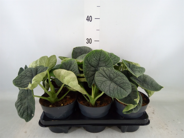 <h4>Alocasia melo</h4>