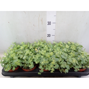 Sedum sieboldii 'Mediovariegatum'