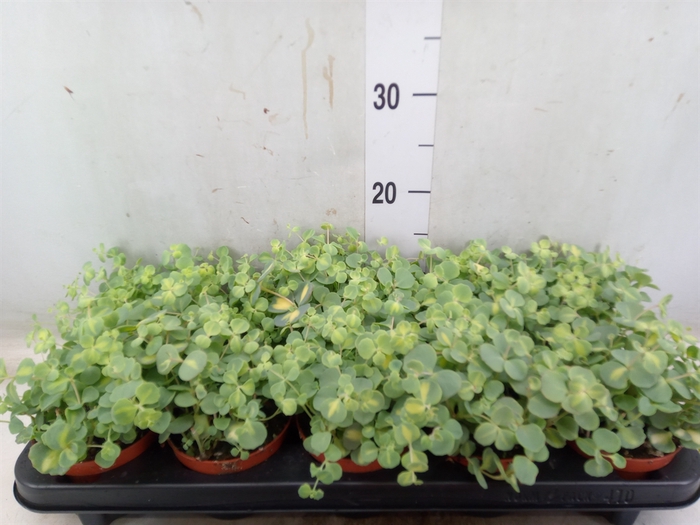 <h4>Sedum sieboldii 'Mediovariegatum'</h4>