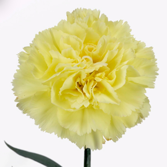 <h4>Dian. ST. Hermes</h4>