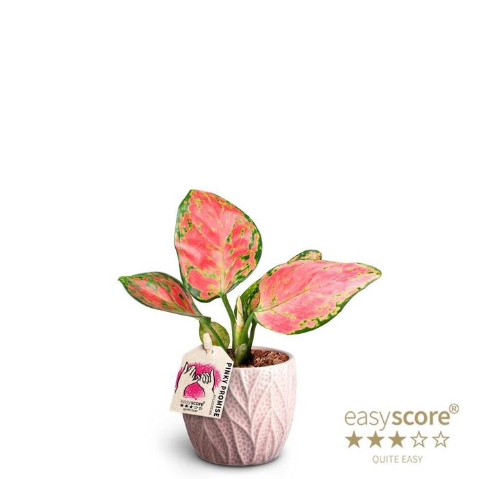 <h4>AGLAONEMA COMMUTATUM P7 LEAF</h4>