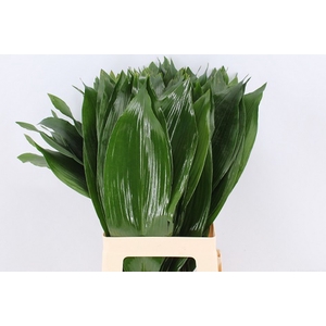 Aspidistra