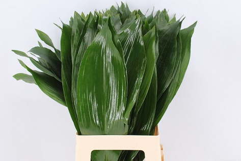 <h4>Aspidistra</h4>