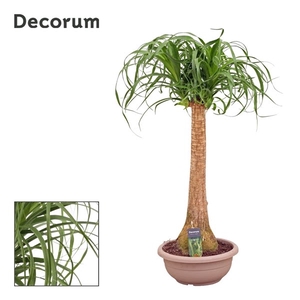 Beaucarnea recht compact in 30 cm schaal (Decorum)