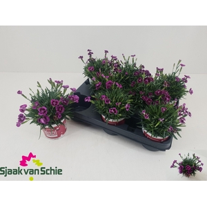 DIAN PICTURE PERFECT