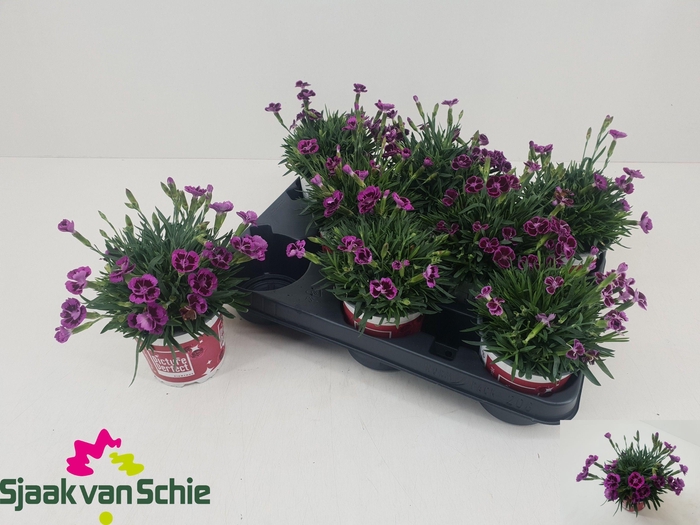 <h4>DIAN PICTURE PERFECT</h4>