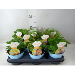 Tuinkruiden   ...mix