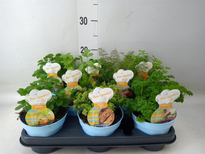 <h4>Tuinkruiden   ...mix</h4>