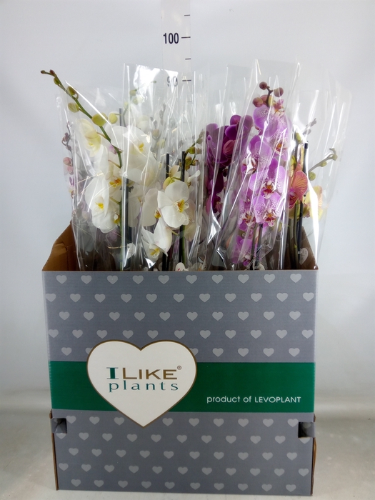<h4>Phalaenopsis   ...mix</h4>