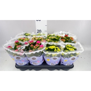 Kalanchoe blos.   ..rosebud mix  5