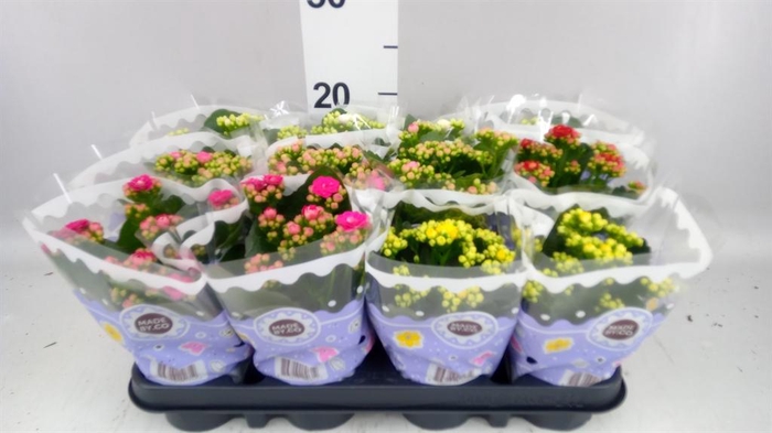 <h4>Kalanchoe blos.   ..rosebud mix  5</h4>