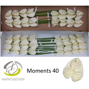 ANTH A MOMENTS 40