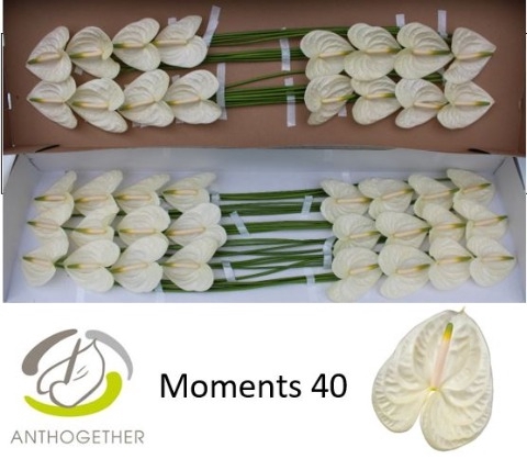 <h4>Anthurium Moments</h4>