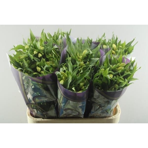 Alstr Morning Star (geel)