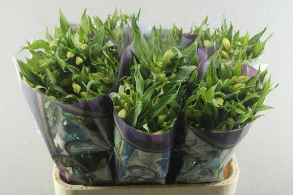 <h4>Alstr Morning Star (geel)</h4>