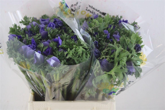 <h4>Anem Mistral Blue</h4>