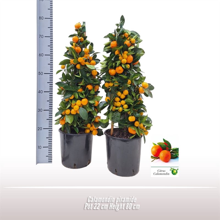 <h4>Calamondin piramide</h4>