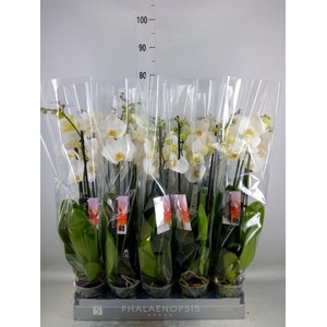 Phalaenopsis  'Ant Nottingham'