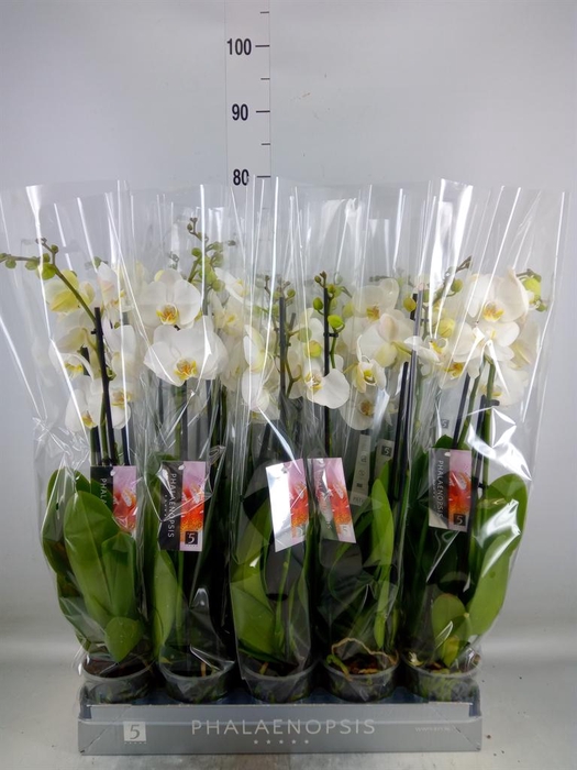 <h4>Phalaenopsis  'Ant Nottingham'</h4>