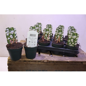 arr8 Convallaria Majalis