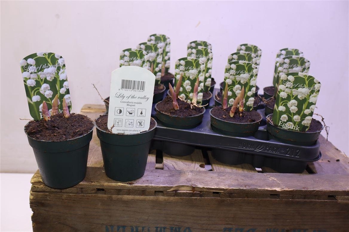 <h4>arr8 Convallaria Majalis</h4>