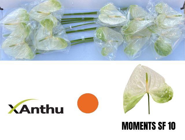 ANTH A MOMENTS
