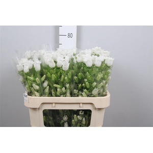 Camp M Champion White