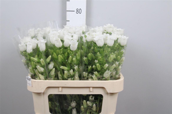 <h4>Camp M Champion White</h4>