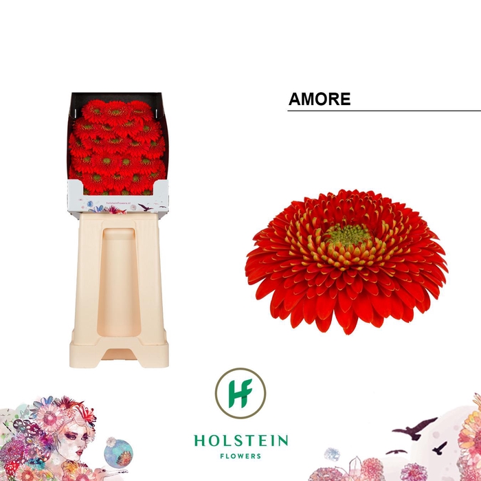<h4>Ge Bv Pomponi Amore</h4>