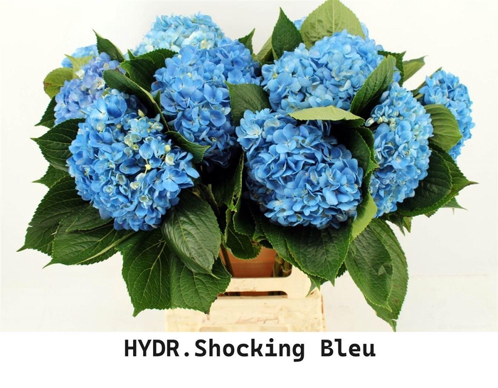 <h4>Hydr M Shocking Blue 65cm</h4>