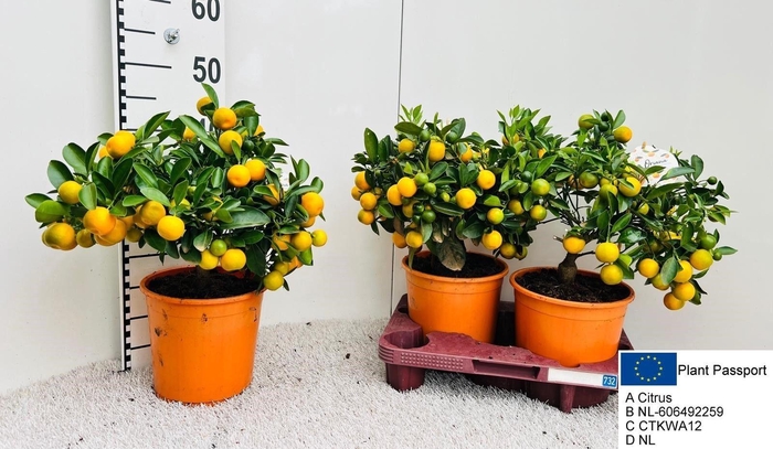 <h4>CITR MICROCARPA</h4>