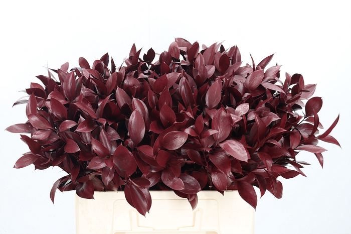 <h4>Ruscus Kl Bh Bordeaux</h4>