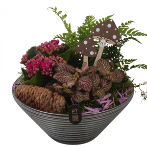 Arr.    Planten  L%