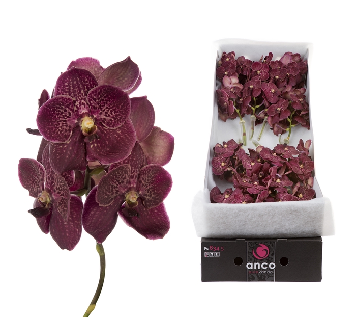 <h4>Vanda Sunanda Chocolate Red x 16</h4>