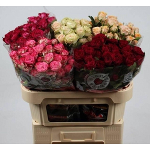 Rosa spray mix Sian