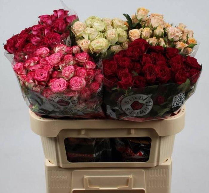 <h4>Rosa spray mix Sian</h4>