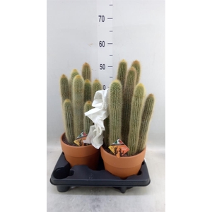 Pilosocereus chrysostele