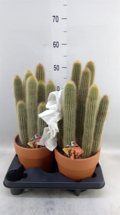 <h4>Pilosocereus chrysostele</h4>