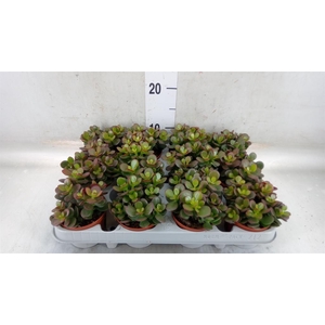 Crassula ovata 'Minor'