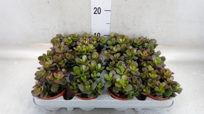 <h4>Crassula ovata 'Minor'</h4>