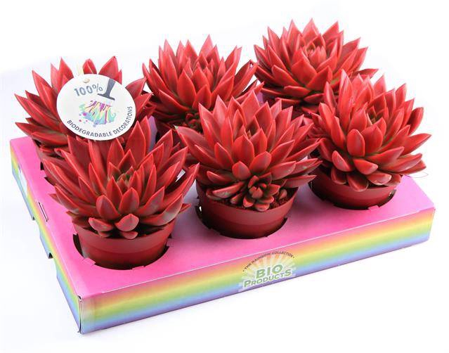 <h4>ECHEVERIA RED P12</h4>