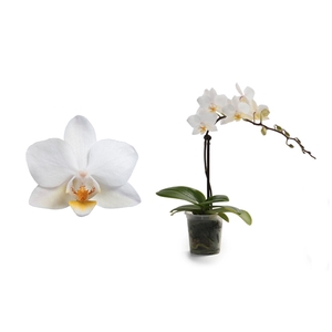 Phal Tiny Dolls Wit 1T7+ zonder Aqu@